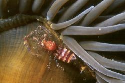 Periclimenes sagittifer on a anemone (Anemonia viridis). ... by Arthur Telle Thiemann 